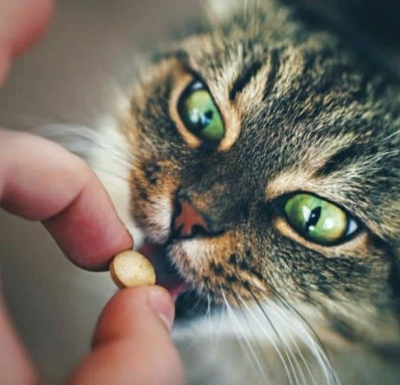 Canvit Multivitamins for Cats: Daily Health, Immunity & Stress Support (100g)