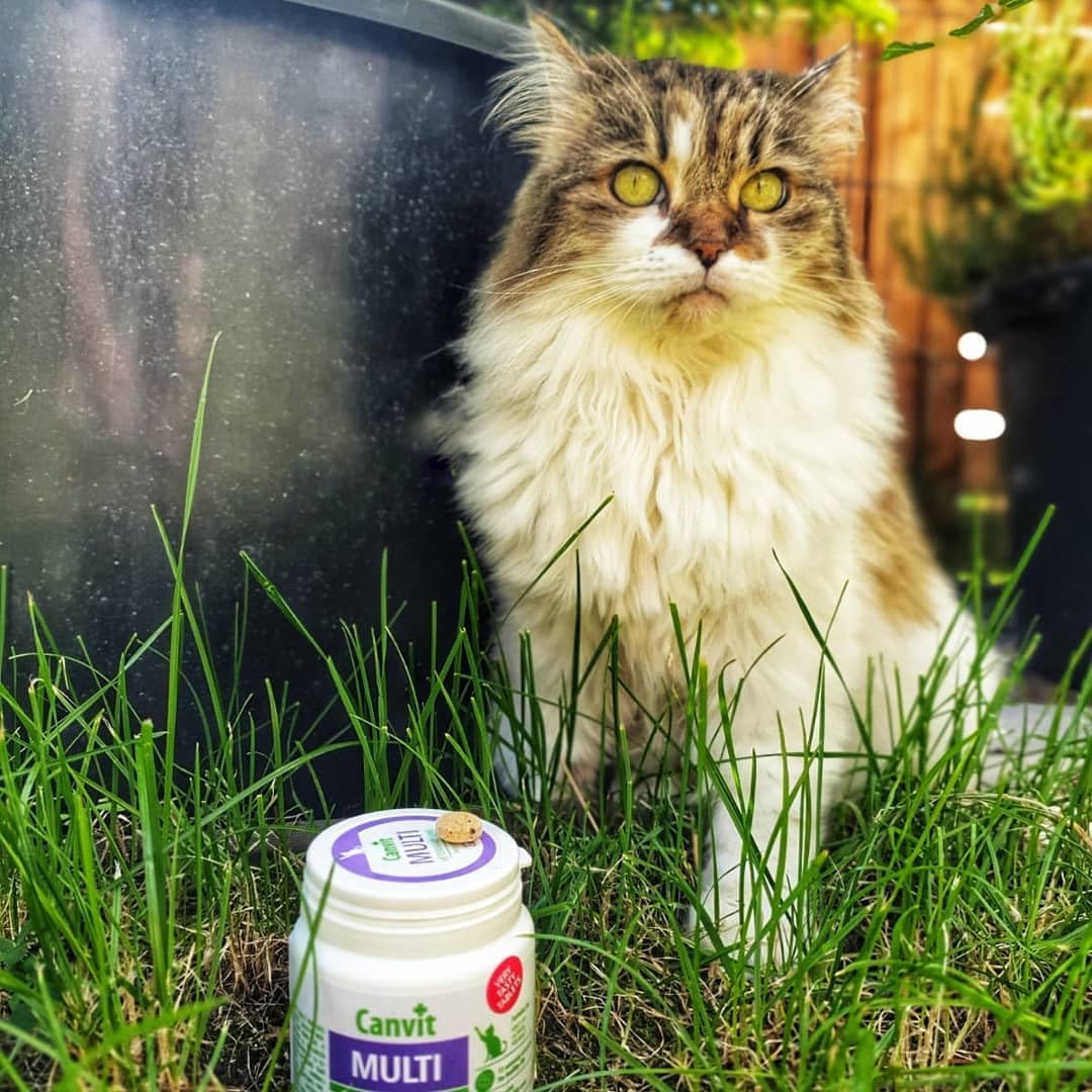 Canvit Multivitamins for Cats: Daily Health, Immunity & Stress Support (100g)