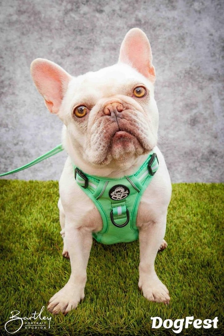 Rugged Rover™ Harness - Pastel Mint Green