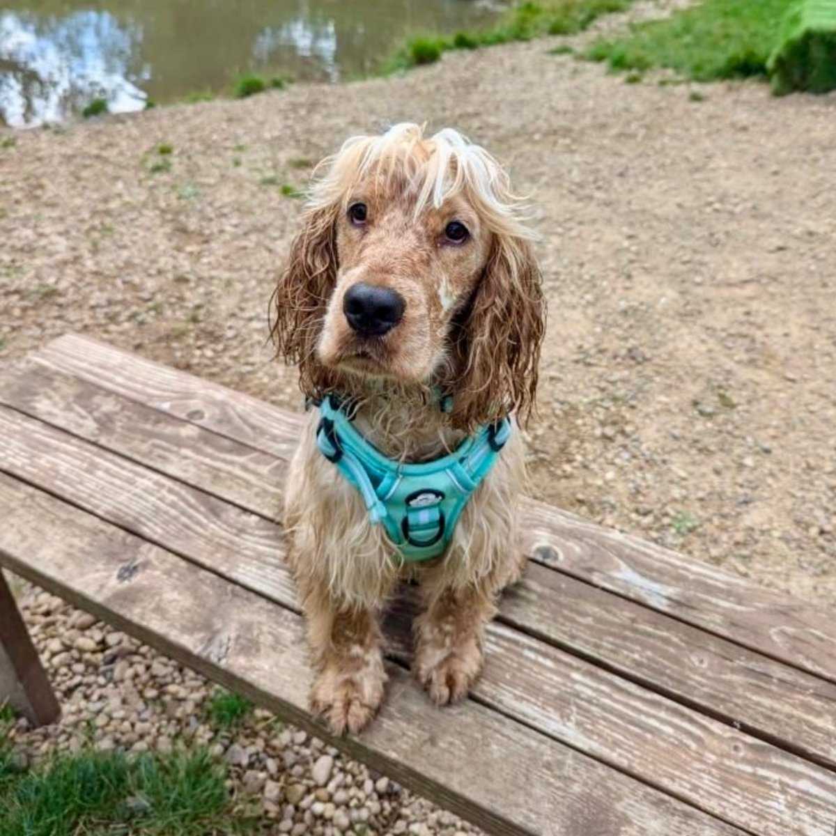 Rugged Rover™ Harness - Pastel Mint Green