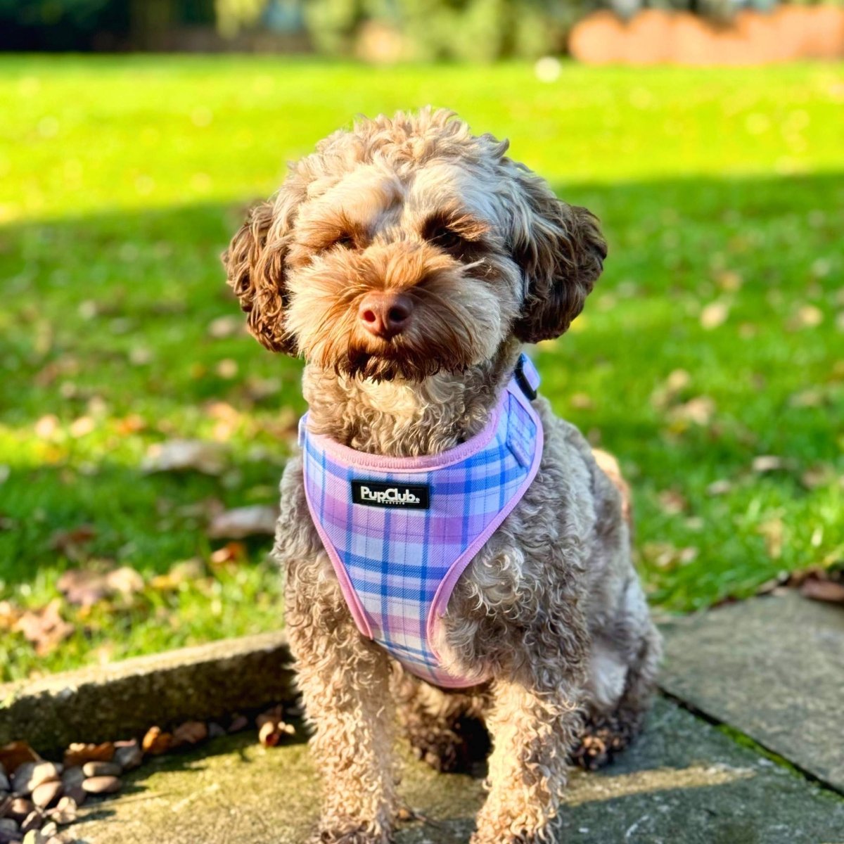 Adjustable Harness - Pink Tartan