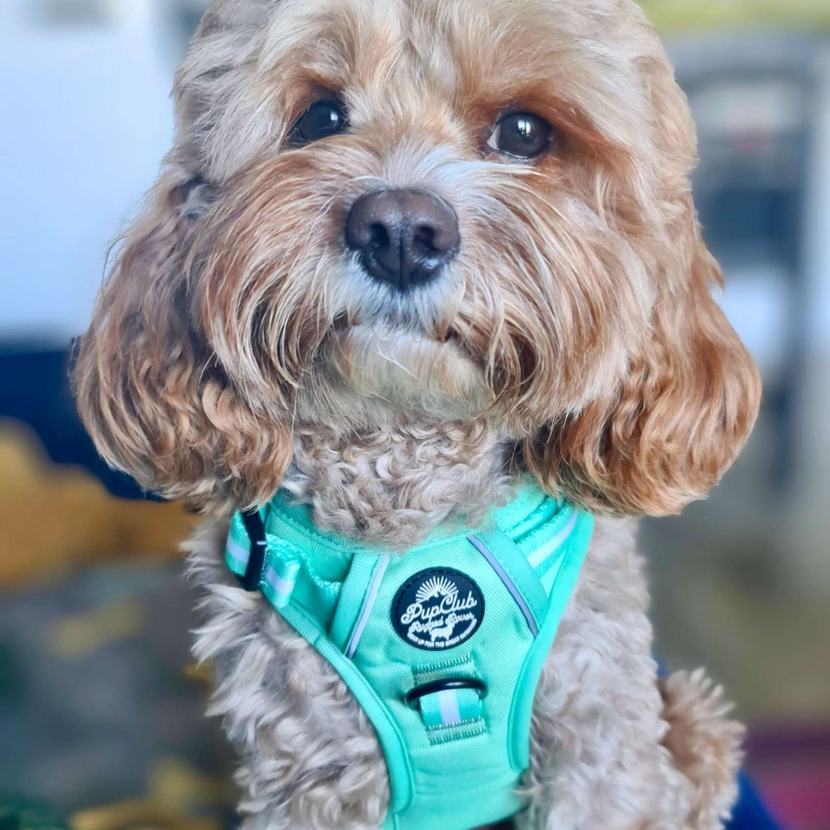Rugged Rover™ Harness - Pastel Mint Green