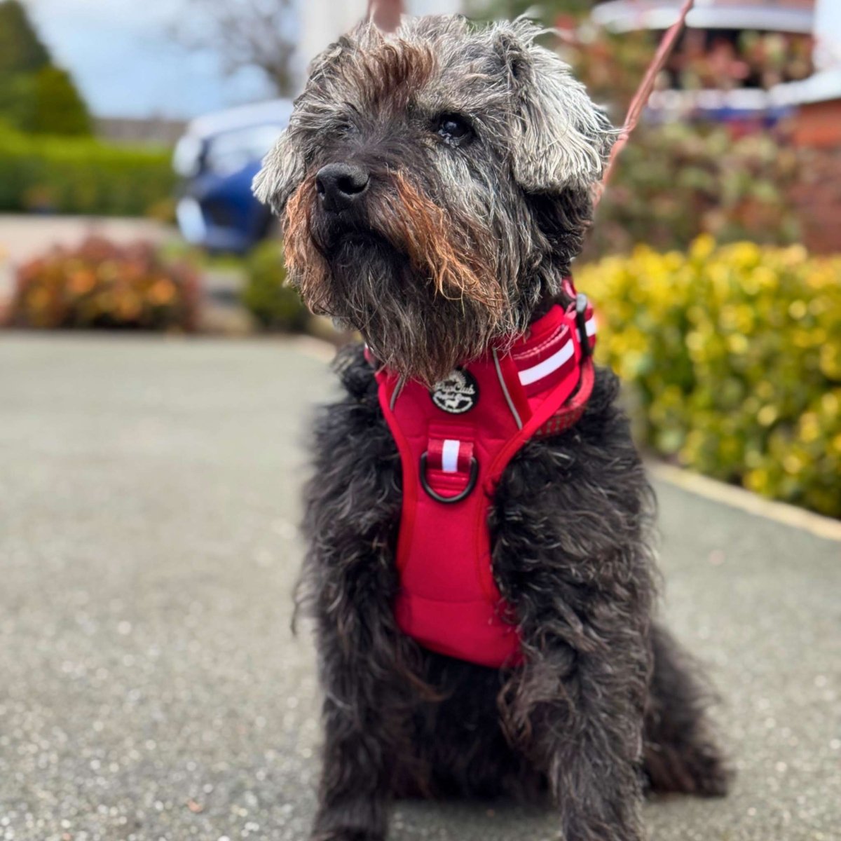 Rugged Rover™ Harness - Berry Red
