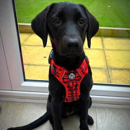 Rugged Rover™ Harness - Red Tartan