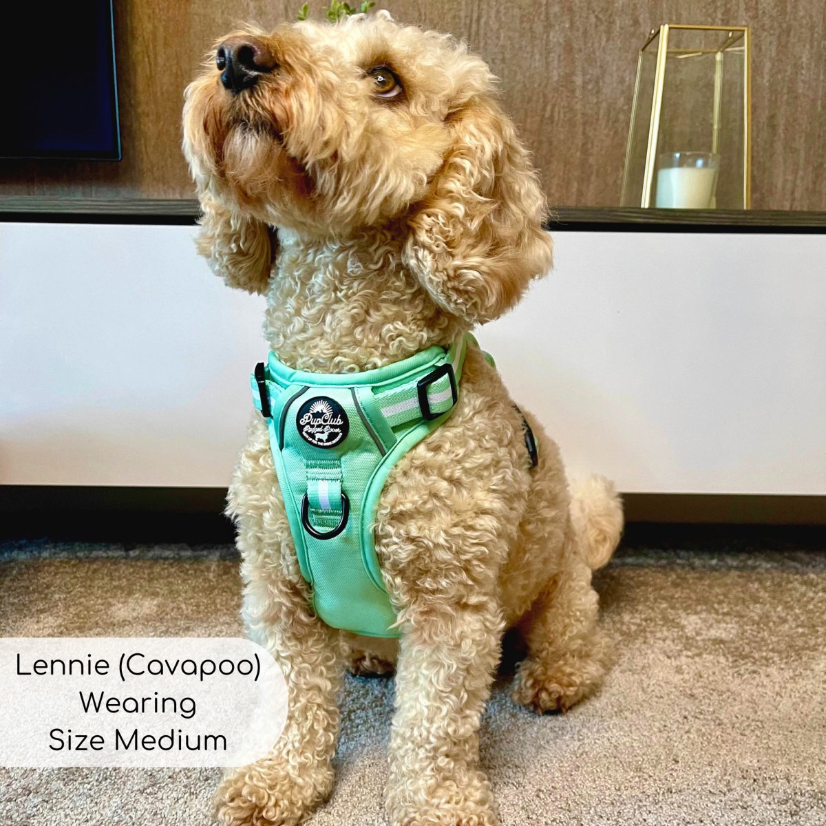 Rugged Rover™ Harness - Pastel Mint Green